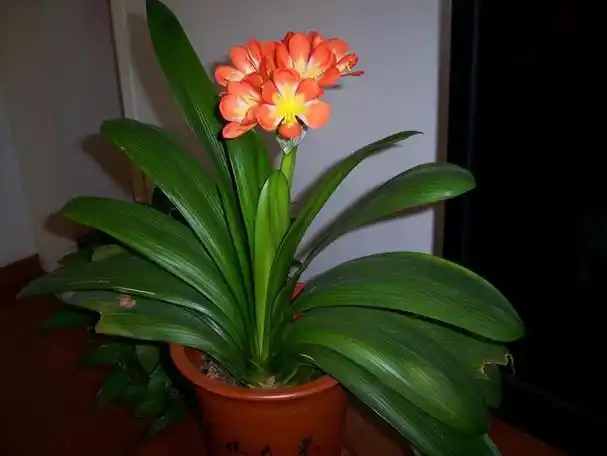 细叶君子兰,君子兰的常见品种(细叶君子兰)