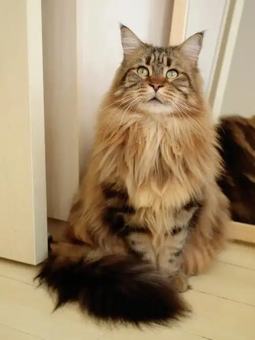 最温柔的暖棕色08