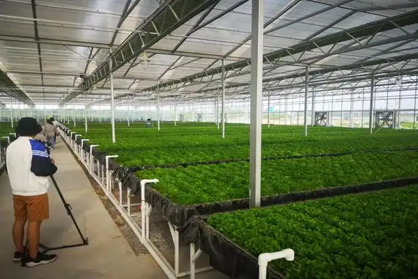 安徽水培蔬菜生产真诚合作