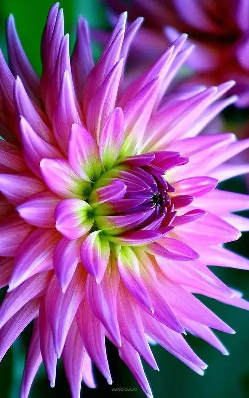 奇花异草~真漂亮(2)