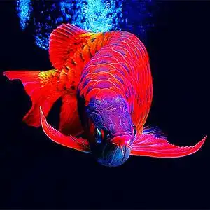 印尼练手红龙鱼苗赤血超血辣椒龙鱼红金龙鱼活鱼活体观赏鱼大型鱼