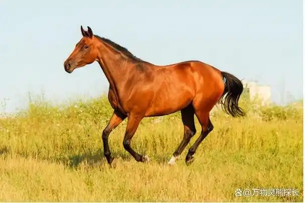 古代汗血宝马,赤兔马,现在都叫什么名字?马到底有多少种分类?