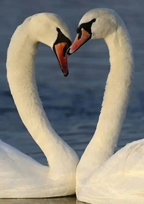 欢乐颂的五位美娇鹅