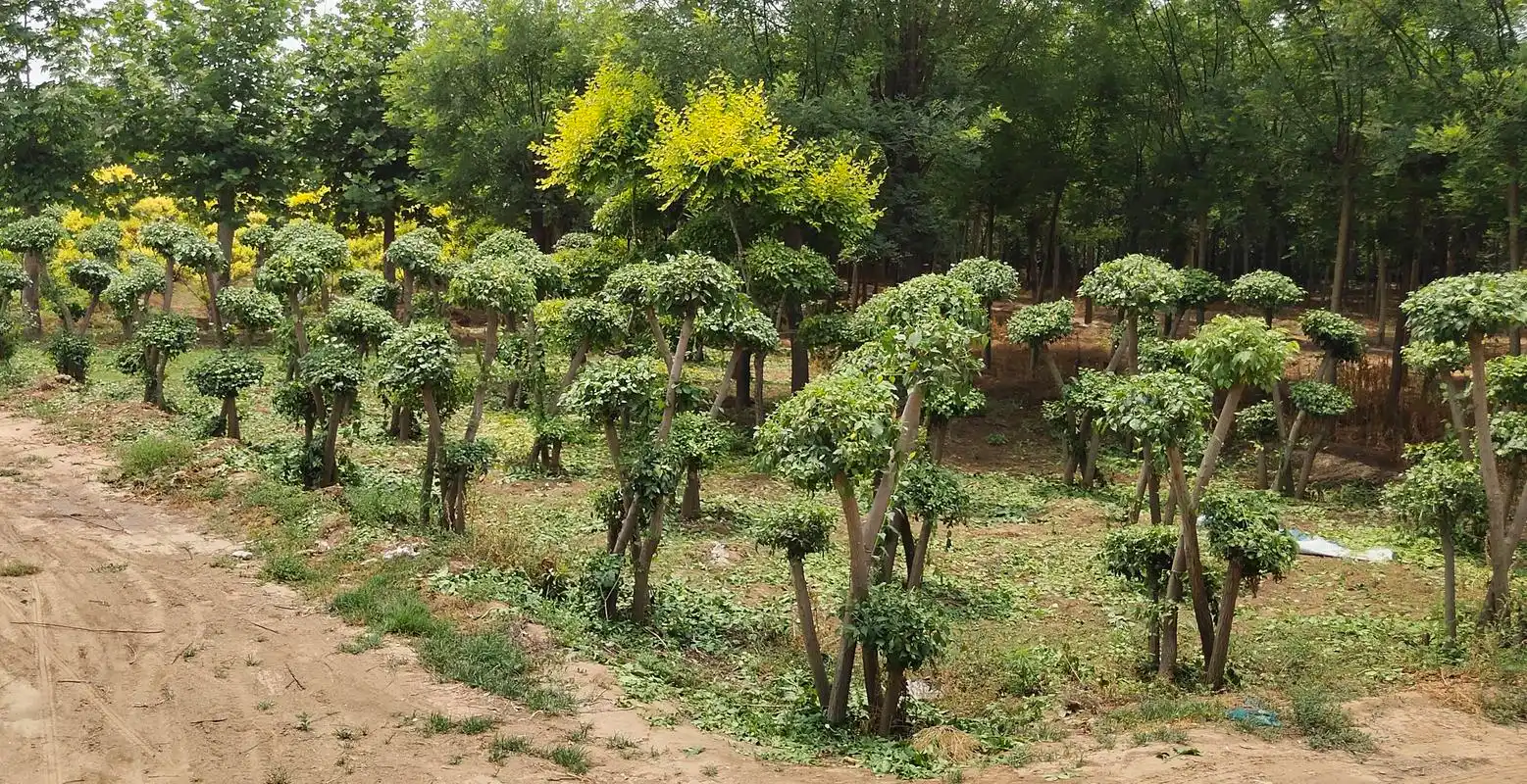 造型丝棉木,又名:造型桃叶卫矛,造型华北卫矛