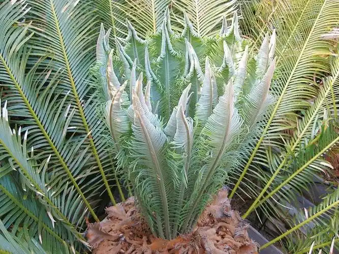 "植物霸主"苏铁曾遍布全球 如今为何弱爆了