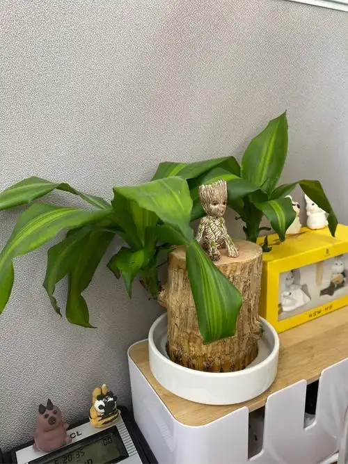 花点时间巴西木格鲁特幸运木室内办公室绿植懒人水培植物盆栽好养