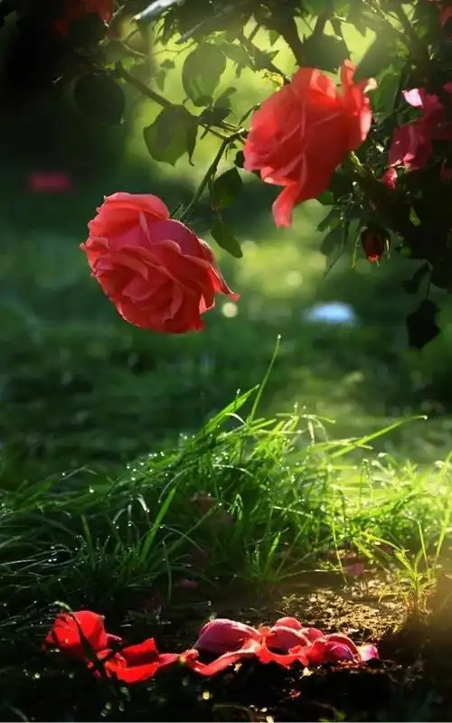 玫瑰花红,情满天涯