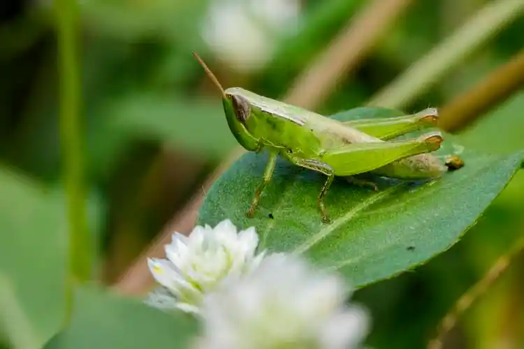 图像,绿色,蝗虫,绿叶,昆虫,动物,蝗科