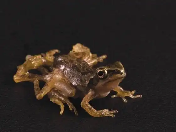 那个眼睛长在嘴巴里的青蛙是怎么回事!