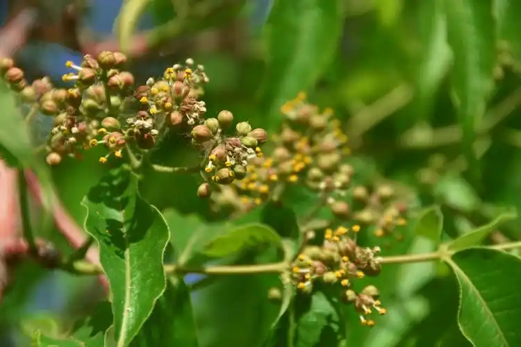 黄檗树小花原创拍摄