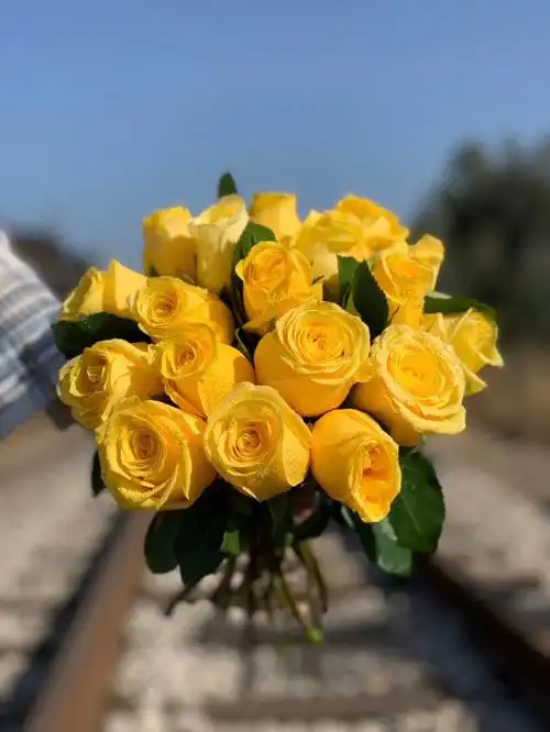 金枝玉叶玫瑰一扎20枝