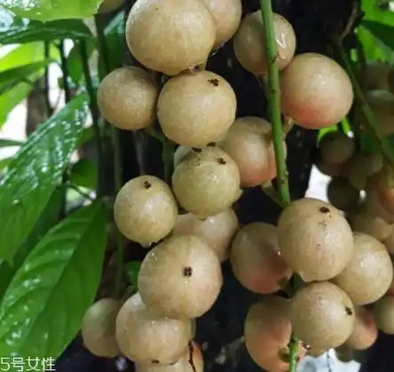 木奶果怎么吃?皮可以吃吗