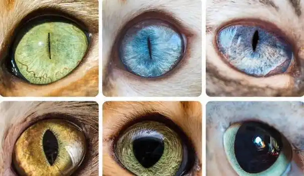 到了晚上,当光线非常暗的时候,猫的瞳孔就变圆了.