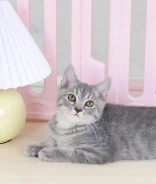 端午色英短找领养人已领养