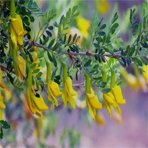 批发柠条种子 林木灌木种子