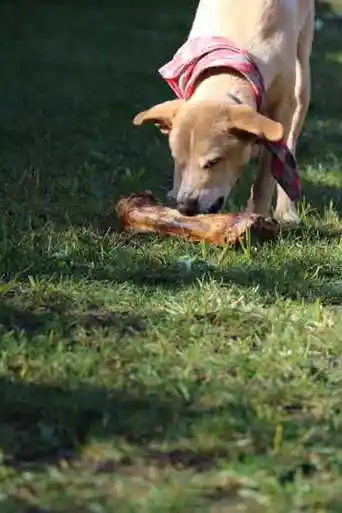 汪星人啃骨头图片