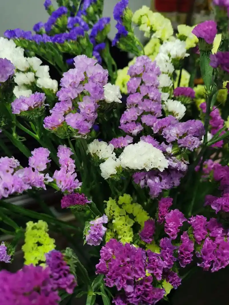 云舍花卉的勿忘我