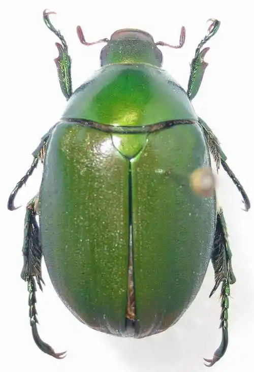 p>铜绿异丽金龟(anomala corpulenta)是 a href="#" data-lemmaid="