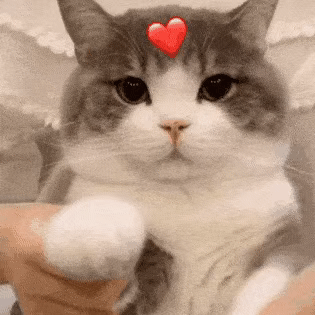 比心套图表情包 - 比心套图微信表情包 - 比心套图qq表情包 - 发表情