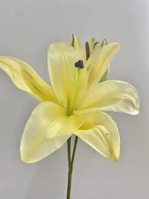 每日推荐黄天霸百合