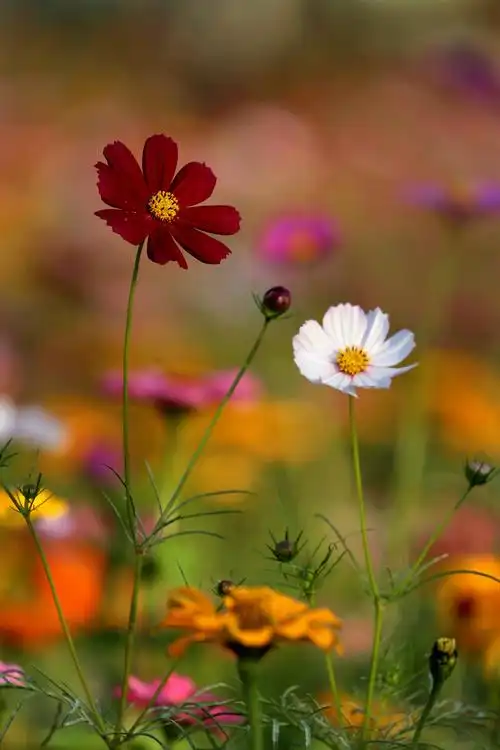 秋天盛开的波斯菊