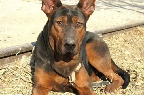 狗狗资讯  川红犬的外形粗犷,雄壮威武,健壮强悍,性格凶狠,行动敏捷