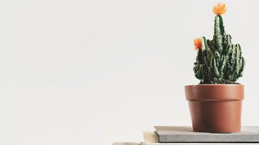 简约唯美电脑壁纸,你值得拥有 - 知乎