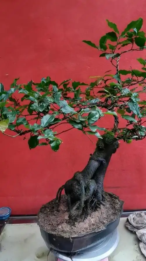 金弹子原生母树