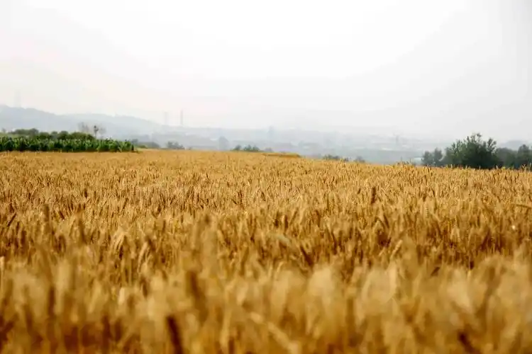 后村镇麦浪滚滚丰收在望