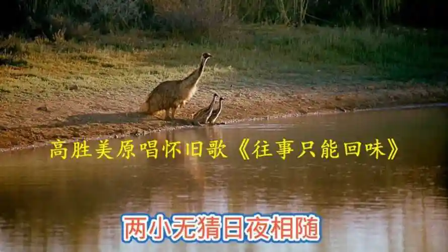 高胜美原唱怀旧歌曲百听不厌令人回味《往事只能回味》经典歌曲