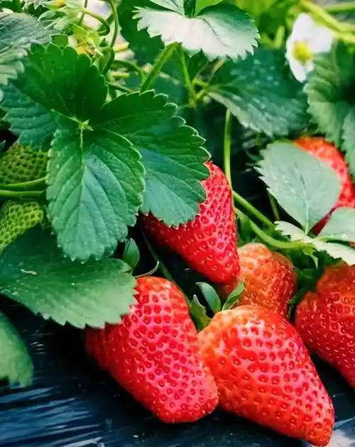 商丘市梁园区谢集镇:草莓飘香采摘忙 乡村振兴产业旺_种植_发展_群众