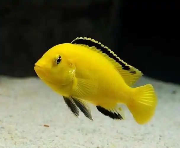 三大流氓鱼观赏鱼(易饲养的观赏鱼大全"第五集") - x迷电脑网