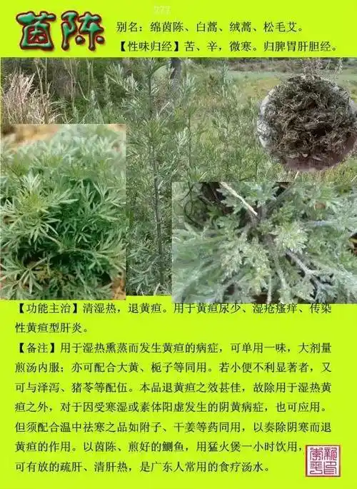 300种常见中草药图谱