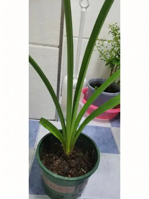 养了半年,球一点都没变大是怎么回事#养花  #朱顶红  #蜘蛛兰