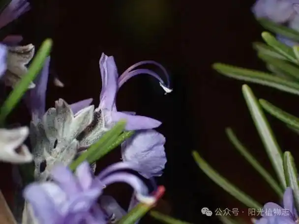迷迭香,rosemary,大海的朝露