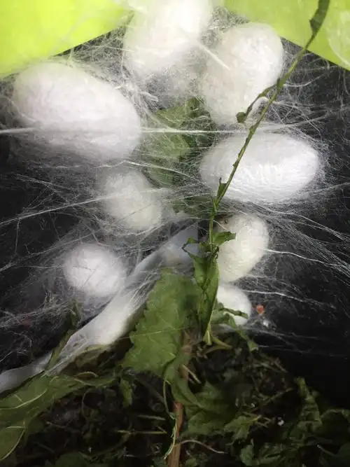 华丽转身之化茧成蛾记