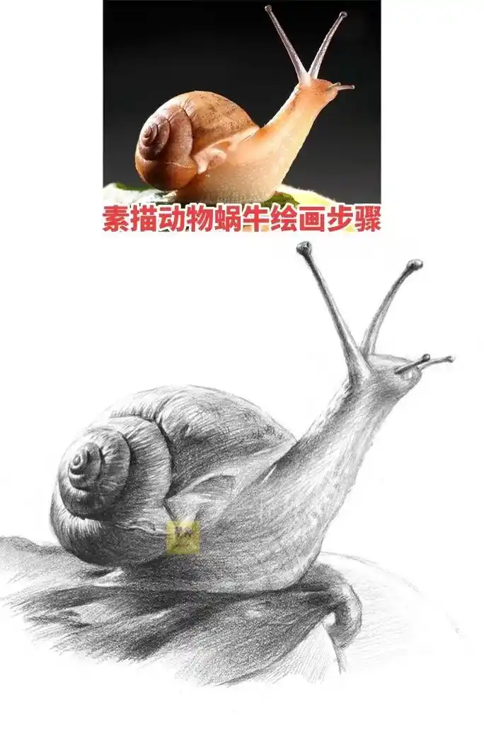 素描动物蜗牛手绘绘画步骤.