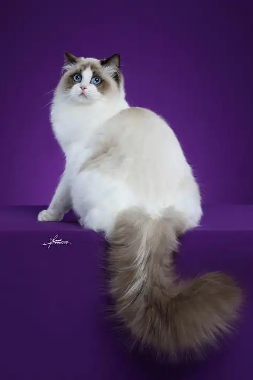 布偶猫|摄影|宠物摄影|amyworks赛猫摄影 - 原创作品 - 站酷 (zcool)