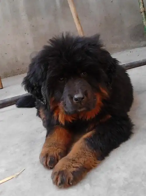 家养小藏獒 1900