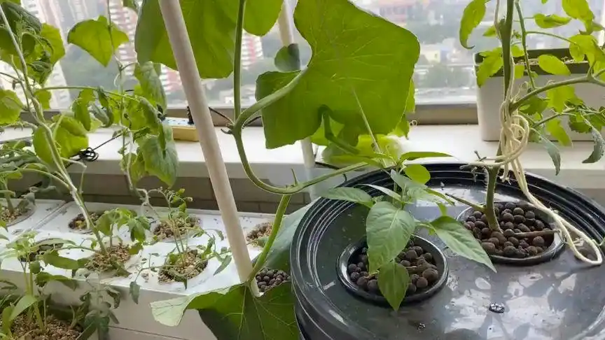 水培一个9715,瓜秧长得如火如荼～期待结果哦