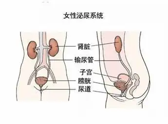 女人到底为什么那么容易腰痛?四大原因看过来