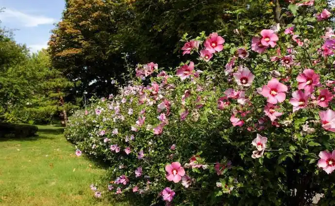 木槿是一种在庭园很常见的灌木花种,中国中部各省原产,各地均有栽培.