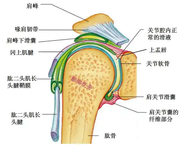 轻松掌握 | 肱二头肌长头腱解剖