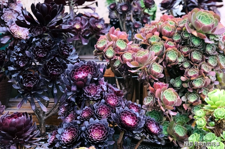 原创2种多肉睡美人梦中度夏休眠更美值得拥有
