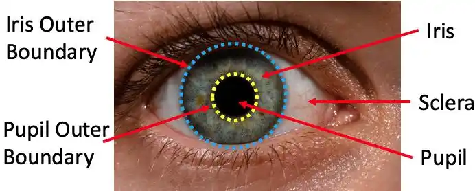 定睛一看果然是gan生成的华人团队利用瞳孔形状判断真假人像