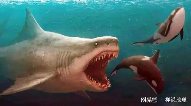 生物演化史谜之逆转:科学家称地球最强悍生物巨齿鲨被大白鲨灭绝