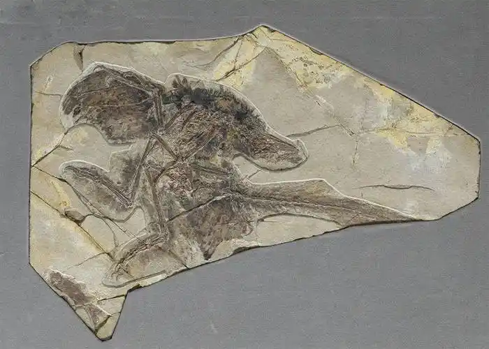 "乐·土"展览 | 带"羽毛"的恐龙_化石_科学_辽宁省博物馆