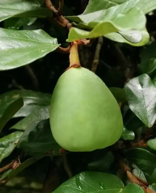 木莲果怎么做凉粉,木莲怎么做凉粉