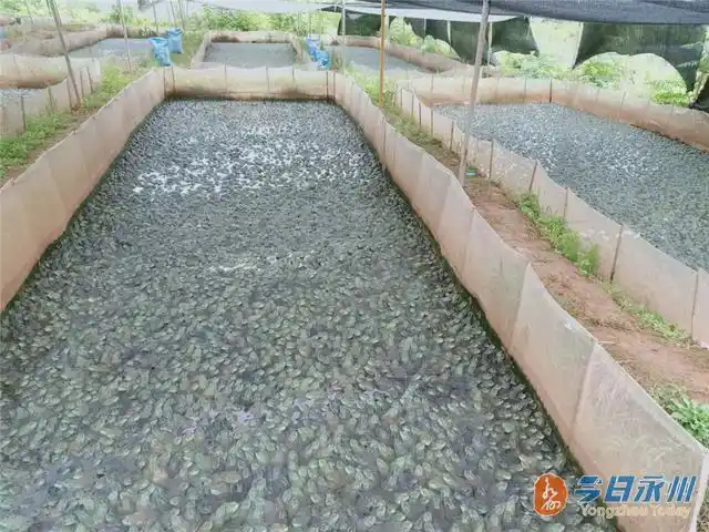 江华界牌乡:牛蛙养殖敲开致富门