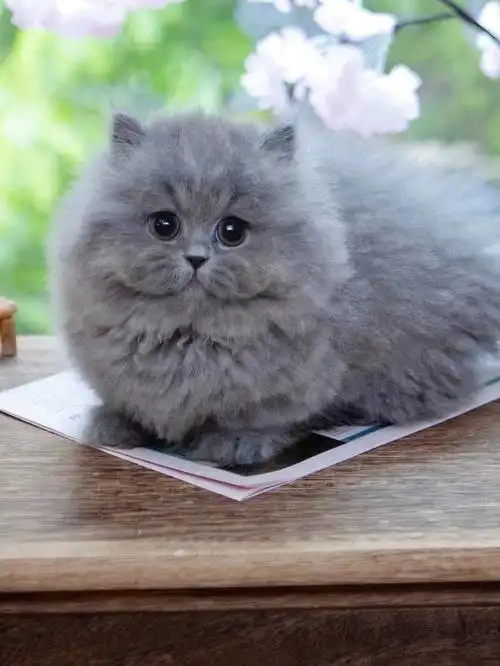 09极品蓝猫拿破仑矮脚弟弟